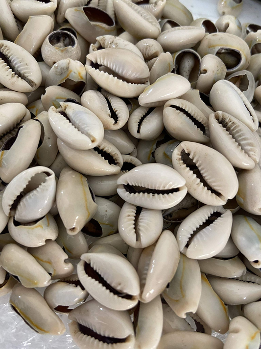 Mano De Caracoles Abierta